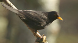 Svarttrost (Turdus merula)