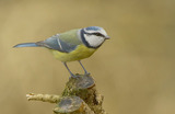 Blåmeis (Cyanistes caeruleus)