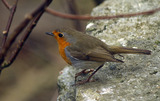 Rødstrupe (Erithacus rubecula)