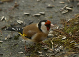 Stillits (Carduelis carduelis)