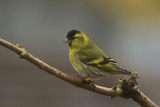 Grønnsisik (Carduelis spinus)