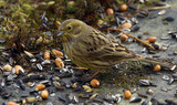 Gulspurv (Emberiza citrinella)