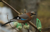 Nøtteskrike (Garrulus glandarius)