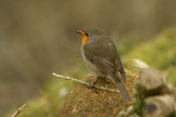 Rødstrupe (Erithacus rubecula)