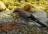 Nøtteskrike (Garrulus glandarius)