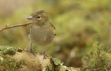 Bokfink (Fringilla coelebs)