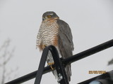 Spurvehauk (Accipiter nisus)