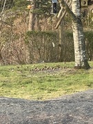 Brambling (Fringilla montifringilla)