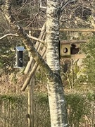 Eurasian Red Squirrel (Sciurus vulgaris)