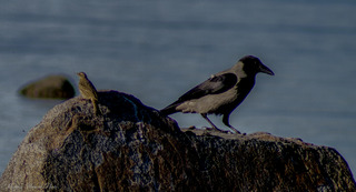 Skjærpiplerke (Anthus petrosus)