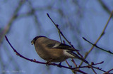 Bokfink (Fringilla coelebs)