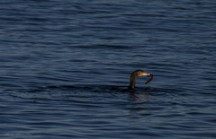 Great Cormorant (Phalacrocorax carbo)