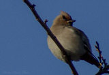 Sidensvans (Bombycilla garrulus)