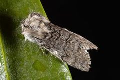 Yellow Horned (Achlya flavicornis)
