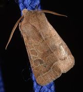 Common Quaker (Orthosia cerasi)