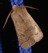 Tverrlinjet seljefly (Orthosia cerasi)