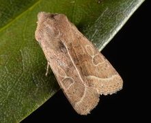 Common Quaker (Orthosia cerasi)