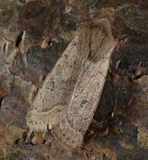 Common Quaker (Orthosia cerasi)