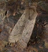 Tverrlinjet seljefly (Orthosia cerasi)