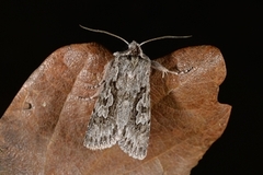Early Grey (Xylocampa areola)