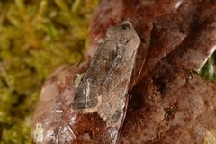 Clouded Drab (Orthosia incerta)