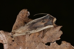 Red Sword-grass (Xylena vetusta)