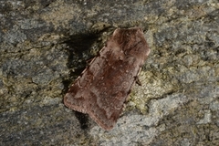 Red Chestnut (Cerastis rubricosa)