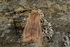 Common Quaker (Orthosia cerasi)