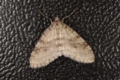 Early Tooth-striped (Trichopteryx carpinata)