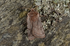 Red Chestnut (Cerastis rubricosa)