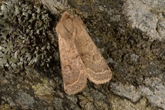 Common Quaker (Orthosia cerasi)