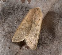Common Quaker (Orthosia cerasi)