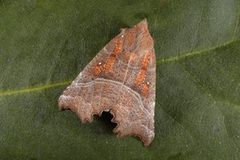 The Herald (Scoliopteryx libatrix)