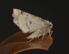 Scalloped Hazel (Odontopera bidentata)