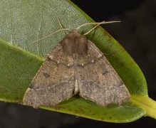 Scalloped Hazel (Odontopera bidentata)