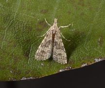 Many-plumed Moth (Alucita hexadactyla)