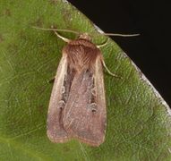 Flame Shoulder (Ochropleura plecta)