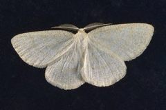 Common Wave (Cabera exanthemata)