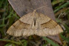 Barred Umber (Plagodis pulveraria)