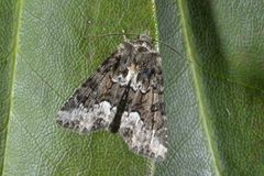 Marbled Minor (Oligia strigilis)