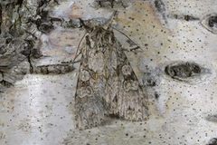 Grey Arches (Polia nebulosa)