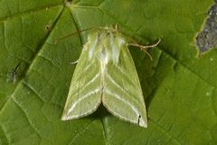 Rødfrynset båtfly (Pseudoips prasinana)