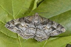 Mottled Beauty (Alcis repandata)