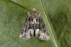Marbled Minor (Oligia strigilis)