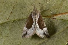 Blåbærnebbfly (Hypena crassalis)