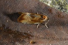 Brassy Tortrix (Eulia ministrana)