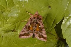 Plain Golden Y (Autographa jota)