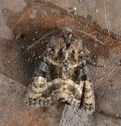 Small Angle Shades (Euplexia lucipara)
