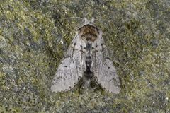 Sallow Kitten (Furcula furcula)
