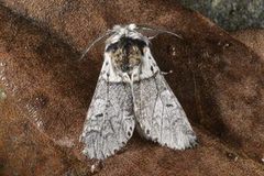 Sallow Kitten (Furcula furcula)